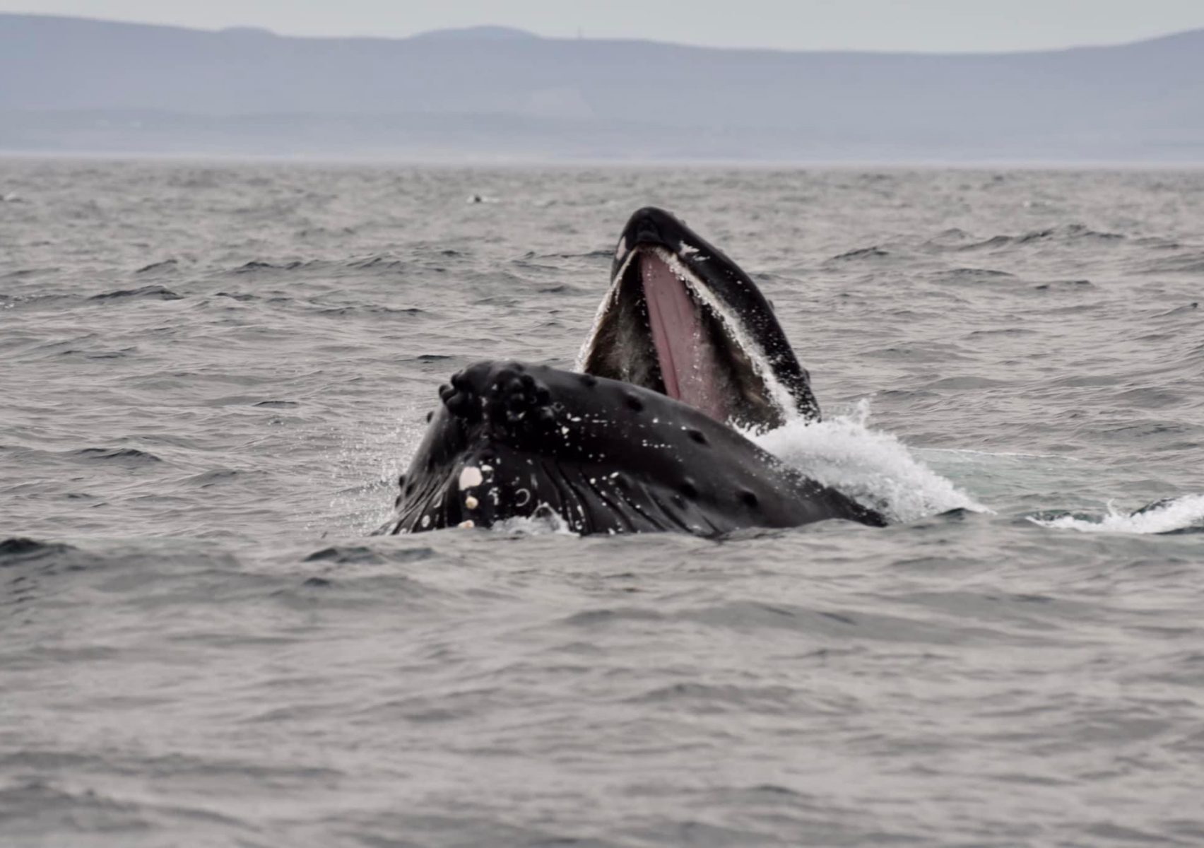 Whale emerges from the water