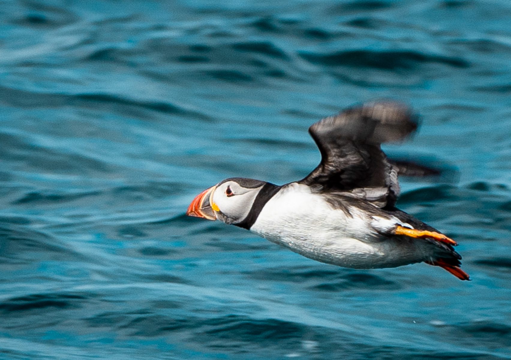 Puffin flies over the water