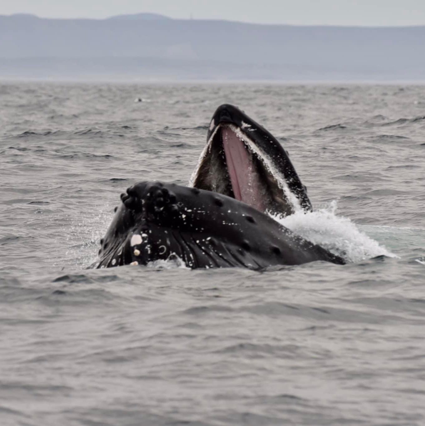 Dingle Sea Safari Adventures in Co. Kerry