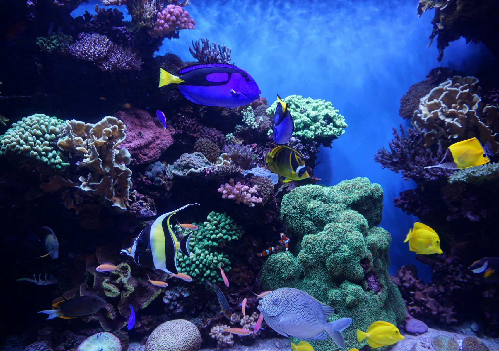 Dingle Oceanworld