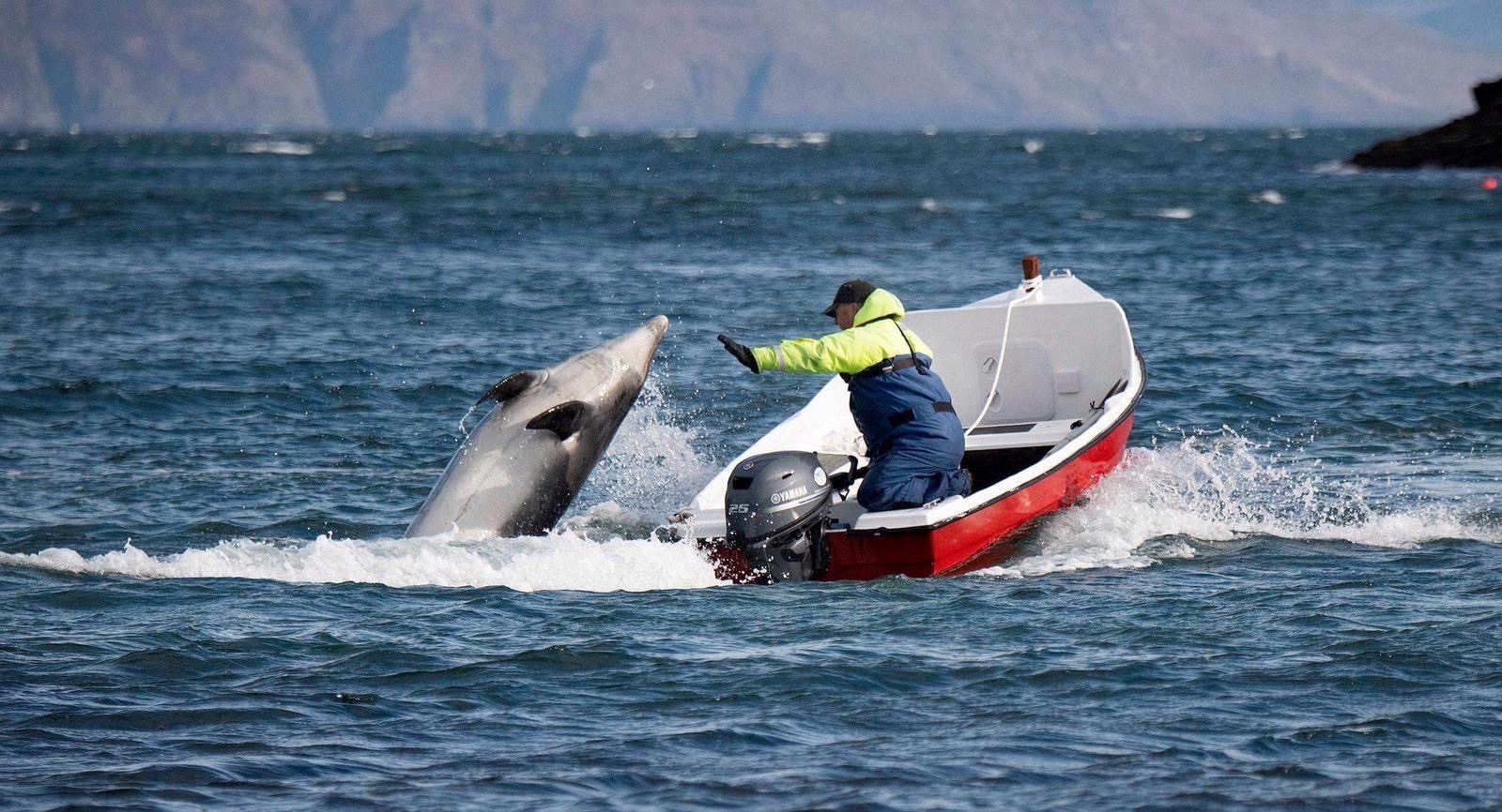 Fungie, the famous Dingle dolphin