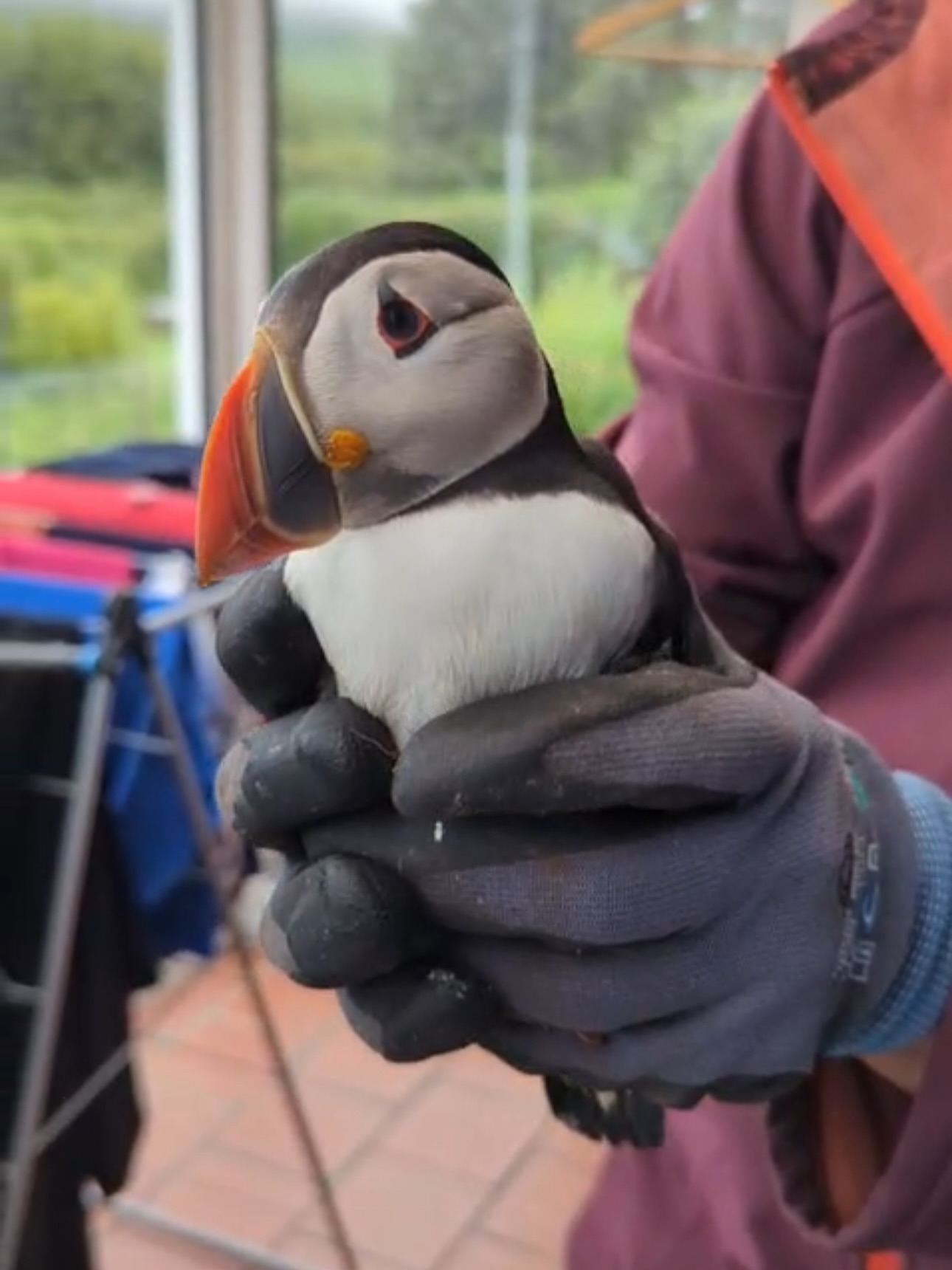 20250630 Puffin Rescue 2
