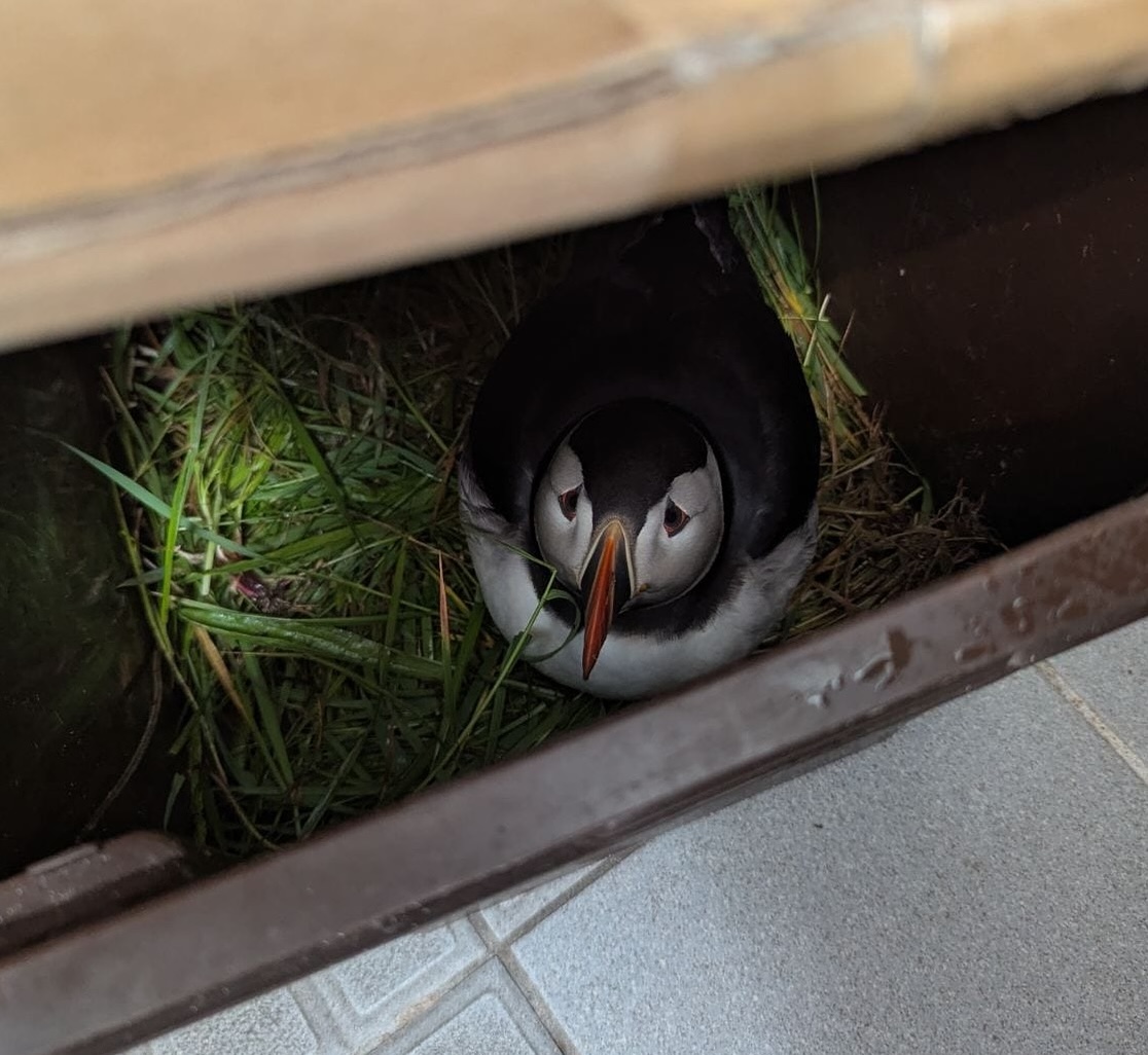 20250630 Puffin Rescue 4