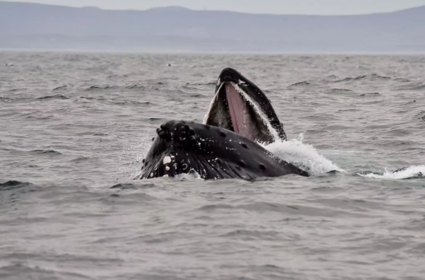 Dingle Sea Safari The Mirror