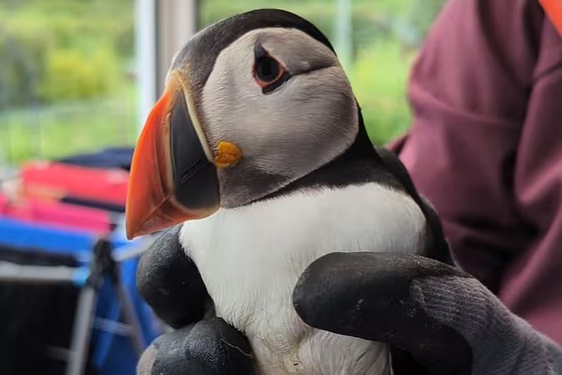 west kerry woman finds puffin on her doorstep 7km from sea